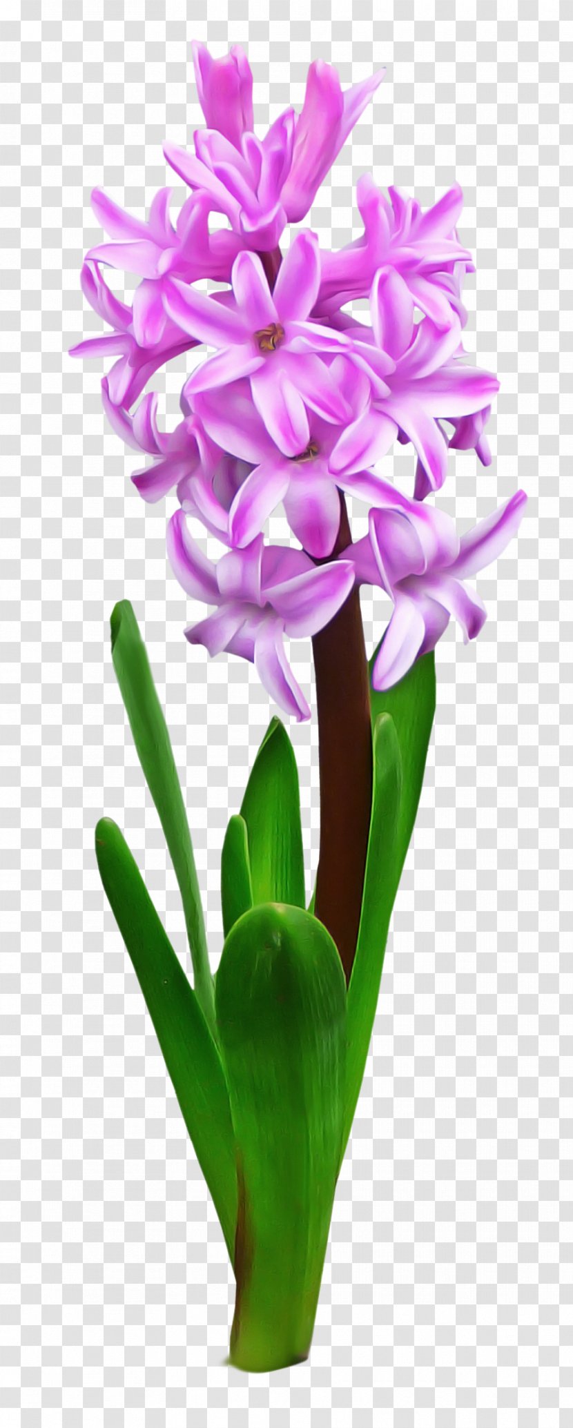 Flower Flowering Plant Petal Hyacinth - Perennial Flowerpot Transparent PNG
