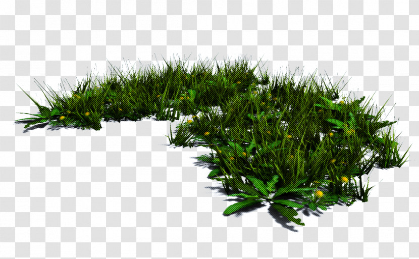 Plant Grass Vegetation Tree Leaf Transparent PNG