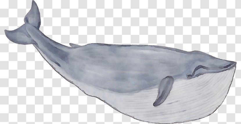 Marine Mammal Bottlenose Dolphin Common Cetacea Sperm Whale - Roughtoothed Bowhead Transparent PNG