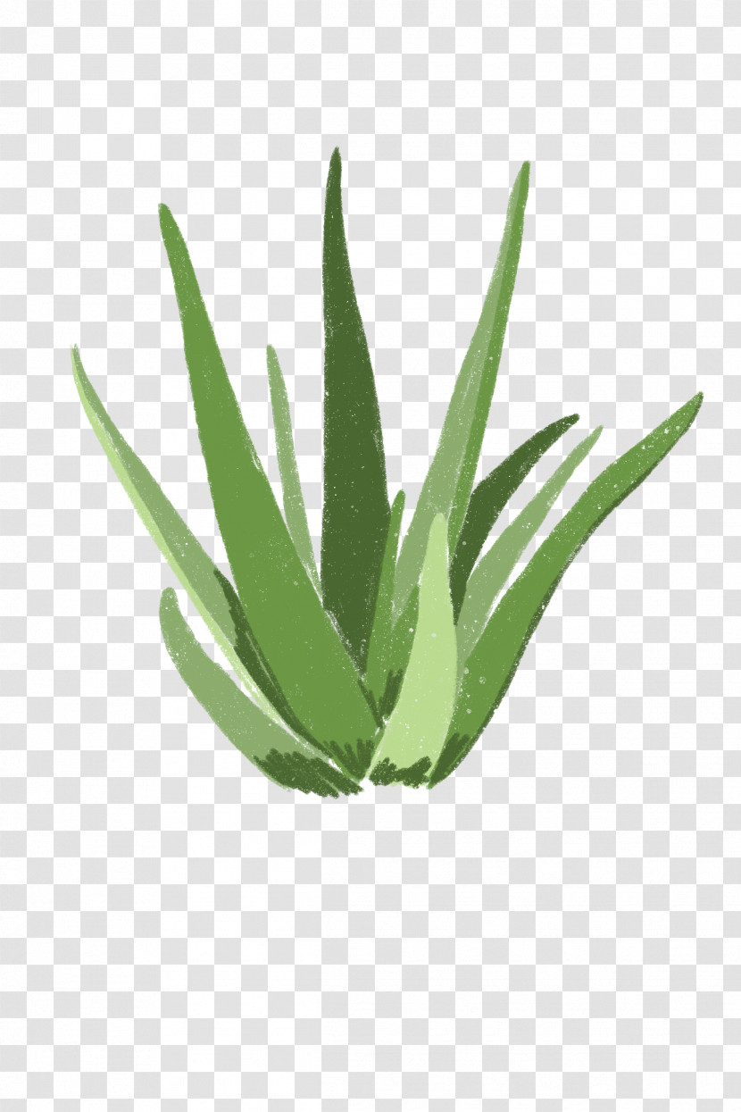 Plant Leaf Aloe Agave Flower Transparent PNG