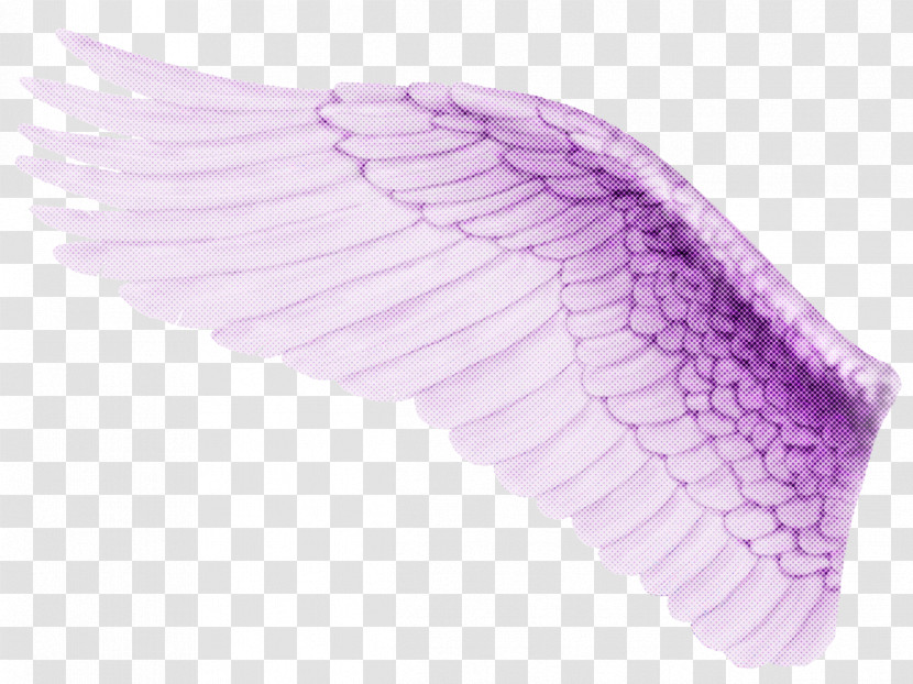 Feather Transparent PNG