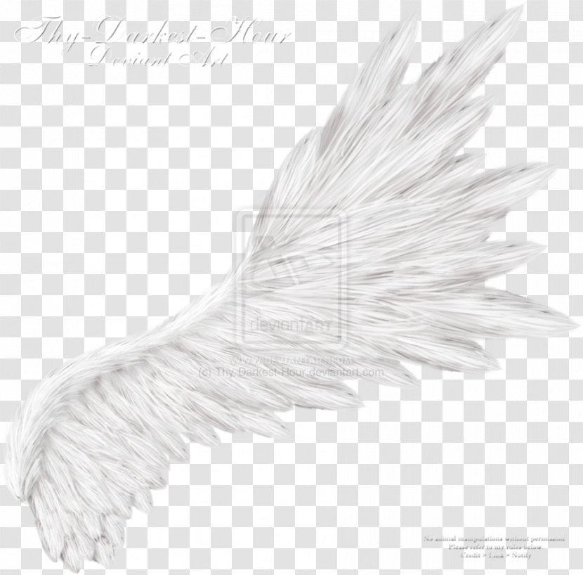 White Feather DeviantArt - Portable Document Format - Angel Wings Transparent PNG