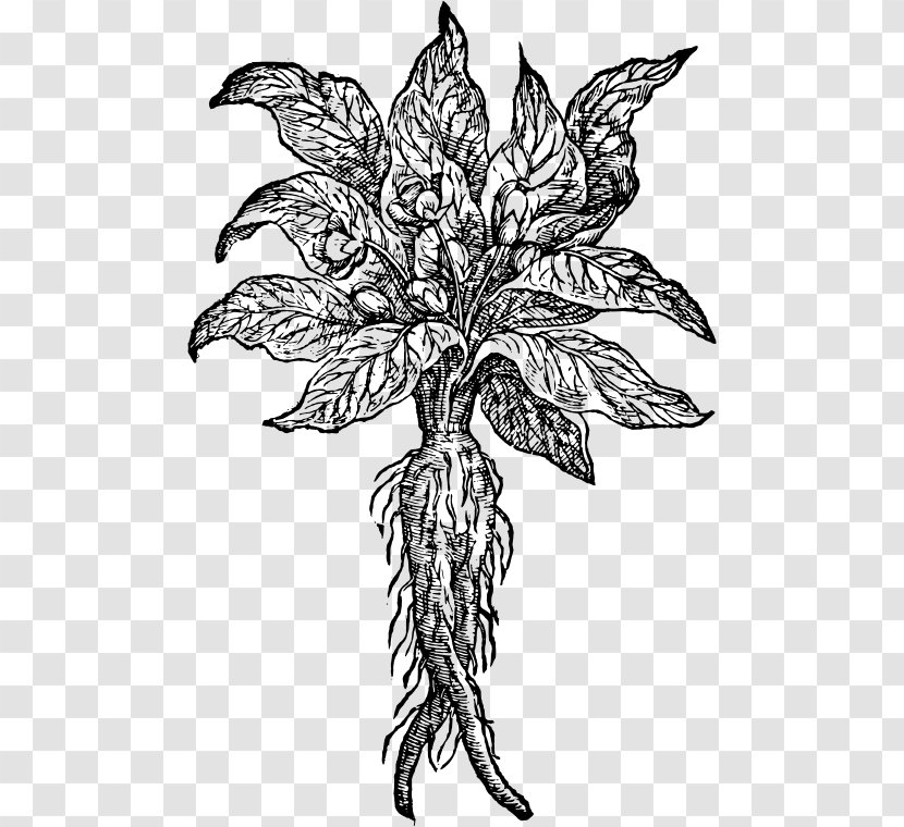 The Mandrake Drawing Root Plant - Black And White Transparent PNG