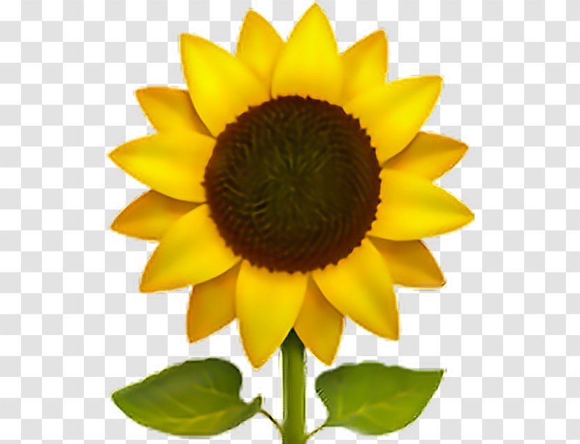 Emoji Common Sunflower Sticker IPhone Transparent PNG