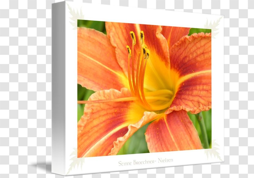 Gallery Wrap Petal Canvas Art Nielsen Holdings - Daylily - Hotelschiff Stinne Transparent PNG