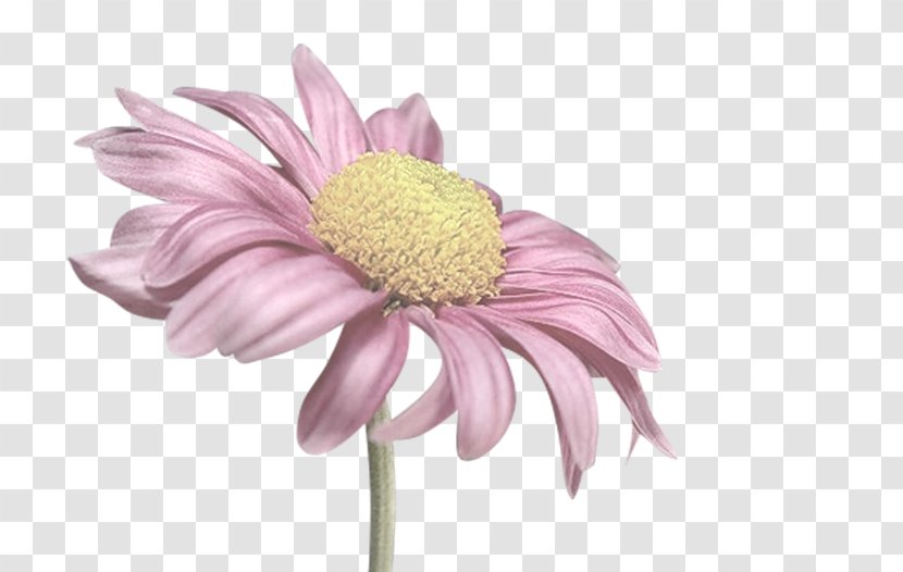 Cut Flowers Painting Chrysanthemum Transvaal Daisy - Pink - Log Texture Transparent PNG