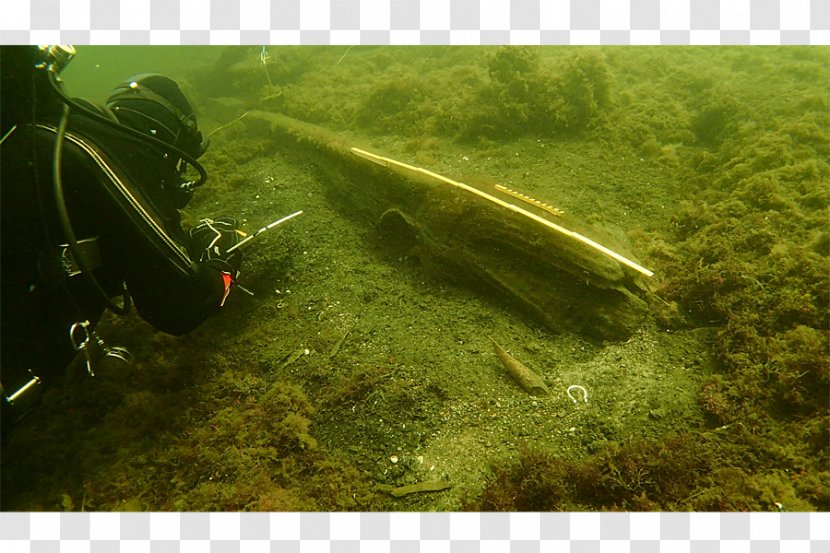 Ronneby Baltic Sea Blekinge Museum Diver Transparent PNG