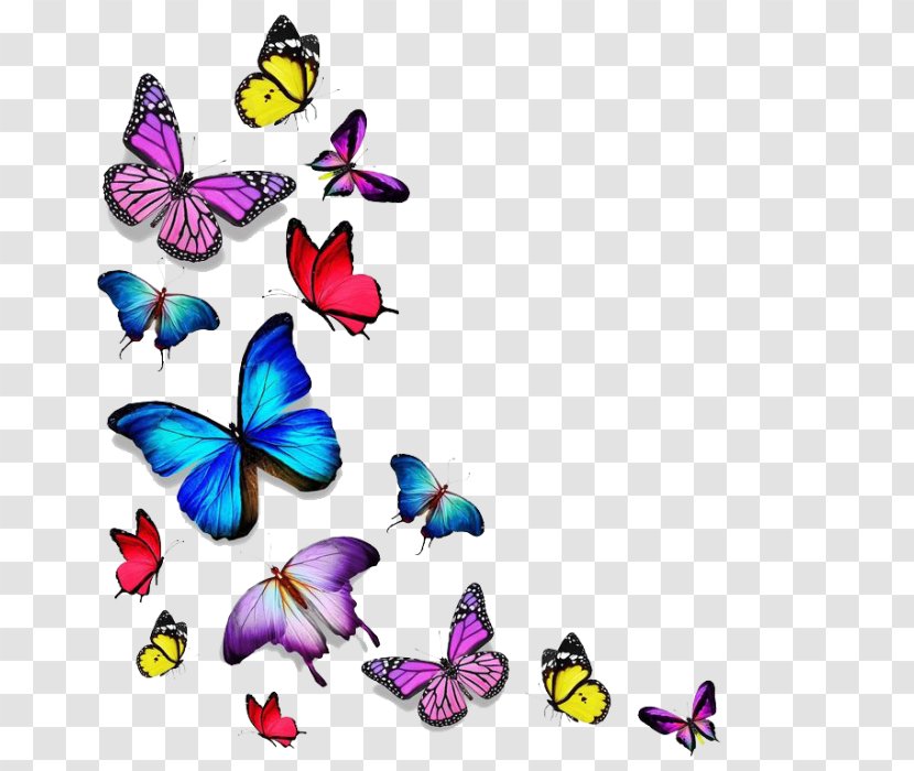 Stock Photography Butterfly Drawing - Purple Transparent PNG