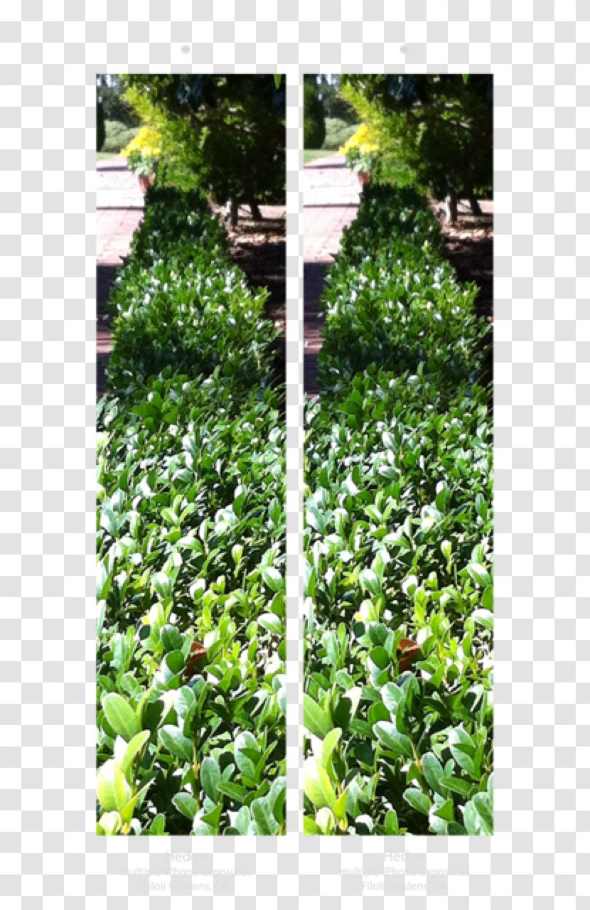 Leaf Garden Groundcover Evergreen Shrub - Tree Transparent PNG