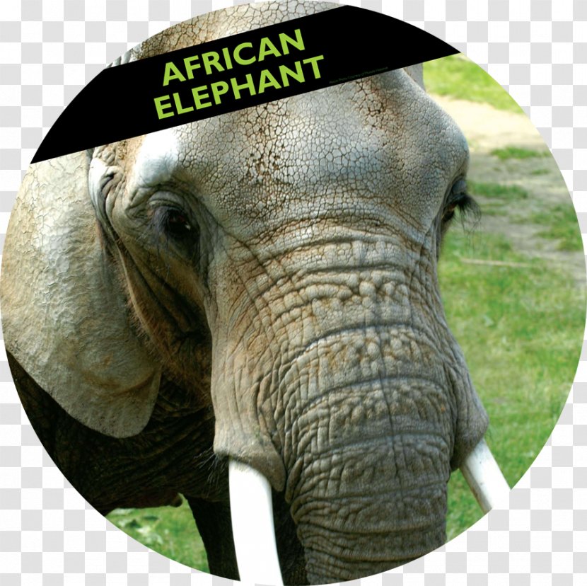Woodland Park Zoo African Elephant Indian - Grass - Motif Transparent PNG