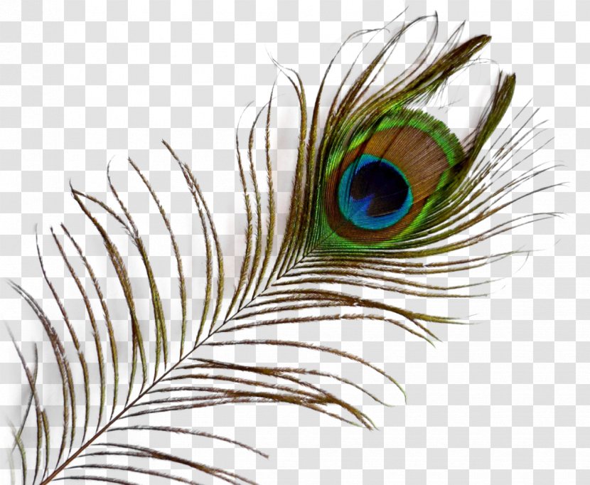 Feather Clip Art - Presentation - Peacock Transparent PNG