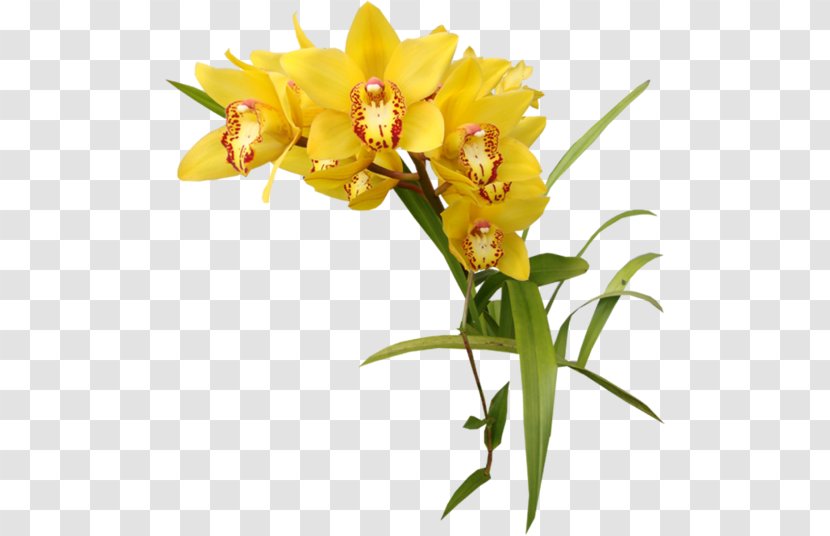 Orchids Yellow Clip Art - Petal Transparent PNG