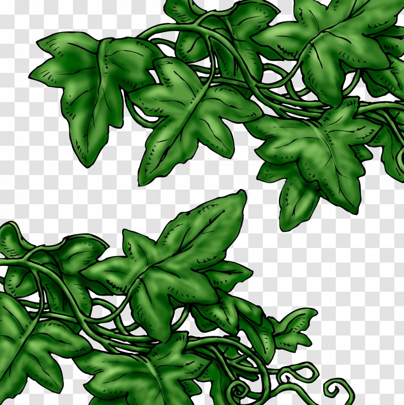 Leaf Branch Ivy Image - Plant Transparent PNG