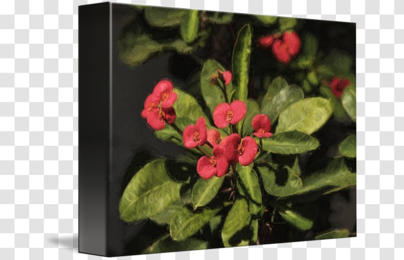 Flowering Plant Rosaceae Petal - Family - Thorns Transparent PNG