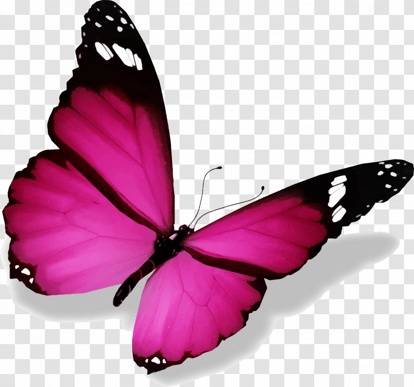 Butterfly Color Canvas Print - Bmp File Format - Papillon Transparent PNG