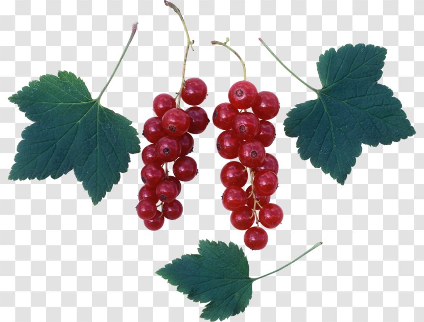 Common Grape Vine Zante Currant Redcurrant Leaves - Vitis - Grapes And Transparent PNG