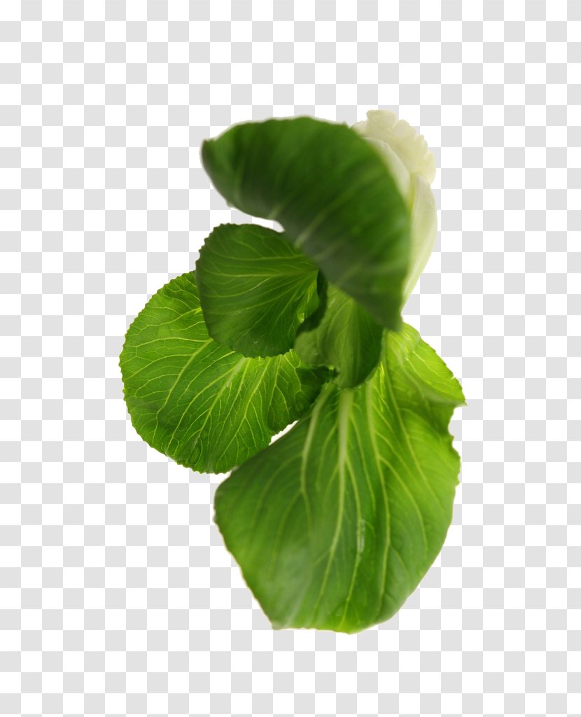 Bok Choy Leaf Vegetable Download - Napa Cabbage Transparent PNG