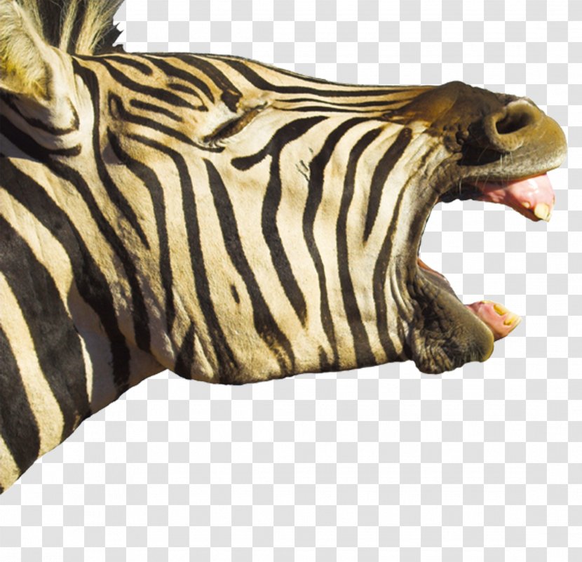 Horse Foal Hippopotamus Zebra Yawn - Head Transparent PNG