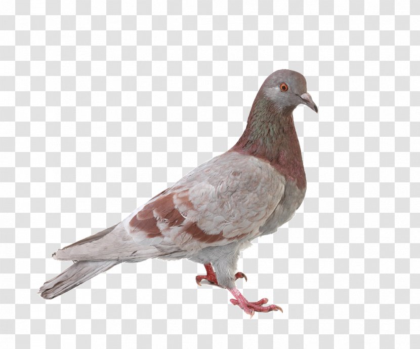 Pigeon Pictures - Can Stock Photo - Pigeons And Doves Transparent PNG