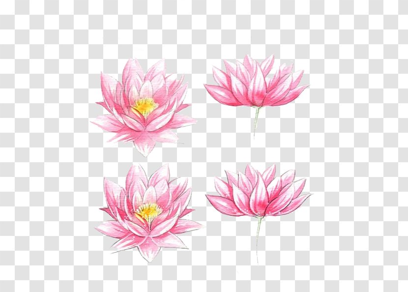 Watercolour Flowers Watercolor Painting Drawing - Color - Lotus Photos Free Dig Fresh Material Transparent PNG