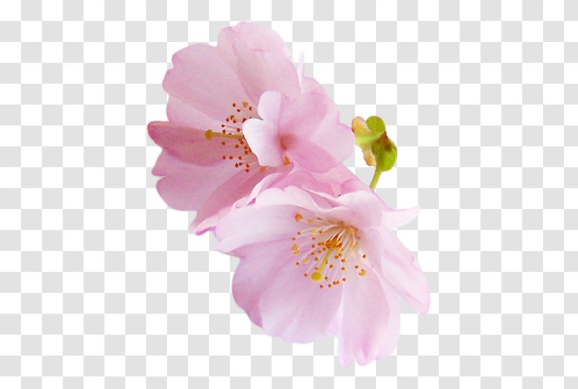 Angels National Cherry Blossom Festival Rose Pink - Flowering Plant - Blossoms Transparent PNG