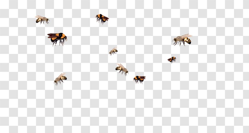 Insect Honey Bee Queen Swarming Bumblebee - Invertebrate - Clip Art Transparent PNG