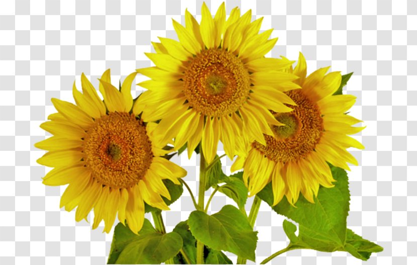 Common Sunflower Silage Clip Art - Cut Flowers - Flower Transparent PNG