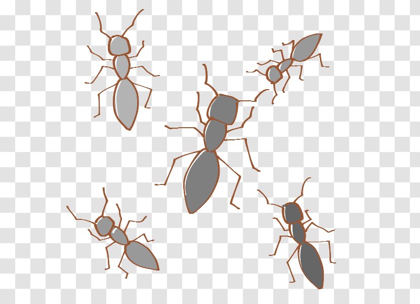 Insect K2 Clip Art - Pollinator - Worker Ants Transparent PNG