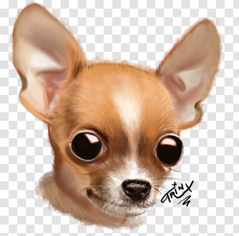 Chihuahua Russkiy Toy Puppy Dog Breed Companion - Whiskers Transparent PNG