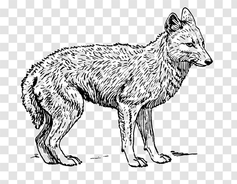 Coyote Gray Wolf Black-backed Jackal Clip Art - Red Fox - Royalty Free Logo Transparent PNG
