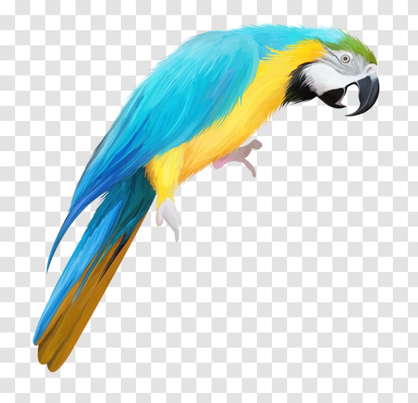 True Parrot Bird Drawing - Parakeet - Hand Colored Transparent PNG