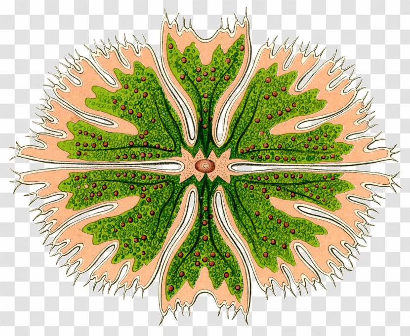 Art Forms In Nature Radiolaria Printmaking - Frame - Algae Plant Transparent PNG