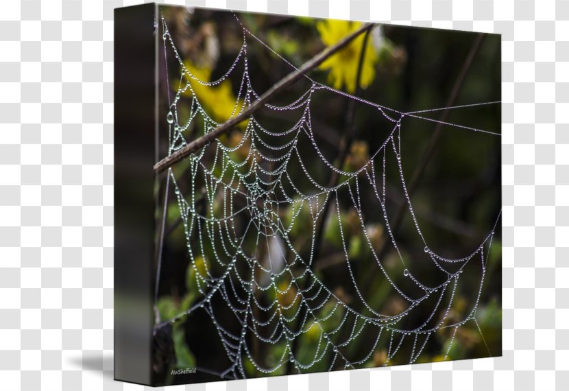 Spider Web European Garden Barn Tangle - Art - Leslie Allen Fine Artist Transparent PNG
