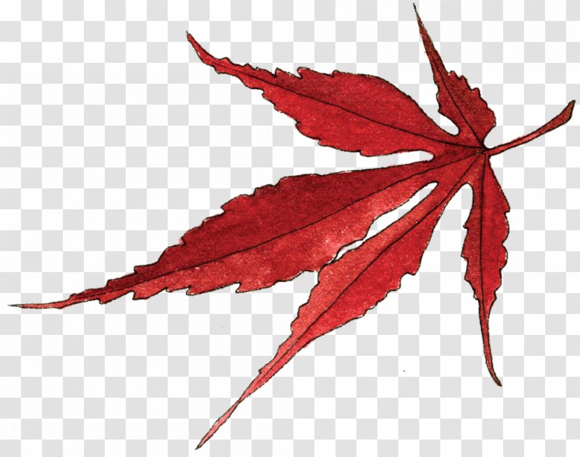 Maple Leaf Japanese Image - Plant Transparent PNG