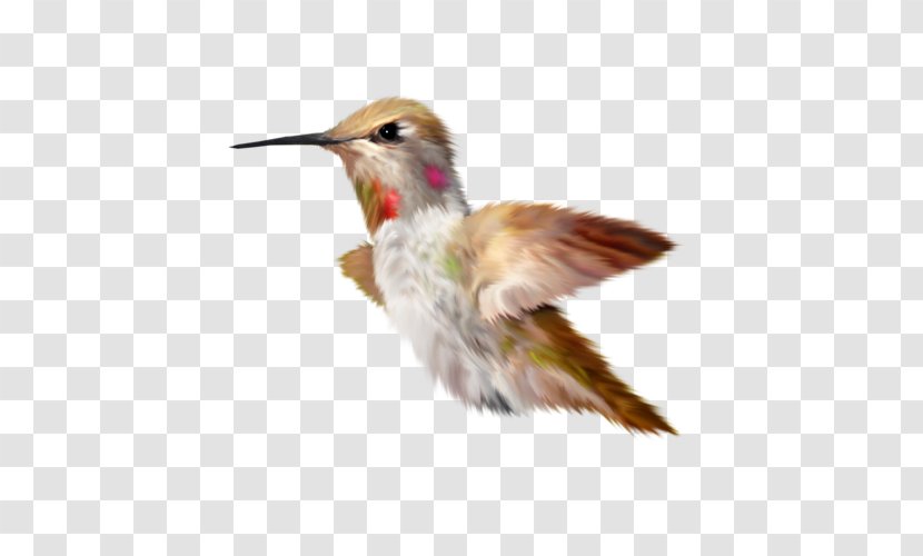 Hummingbird Parrot Duck Kingfisher - North Island Brown Kiwi - Bird Transparent PNG