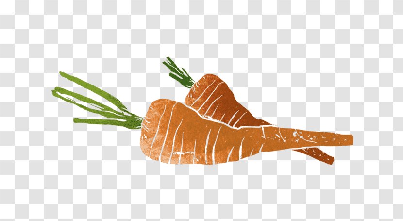 Organism Orange S.A. - Carrot - Karotten Und Zwiebeln Transparent PNG