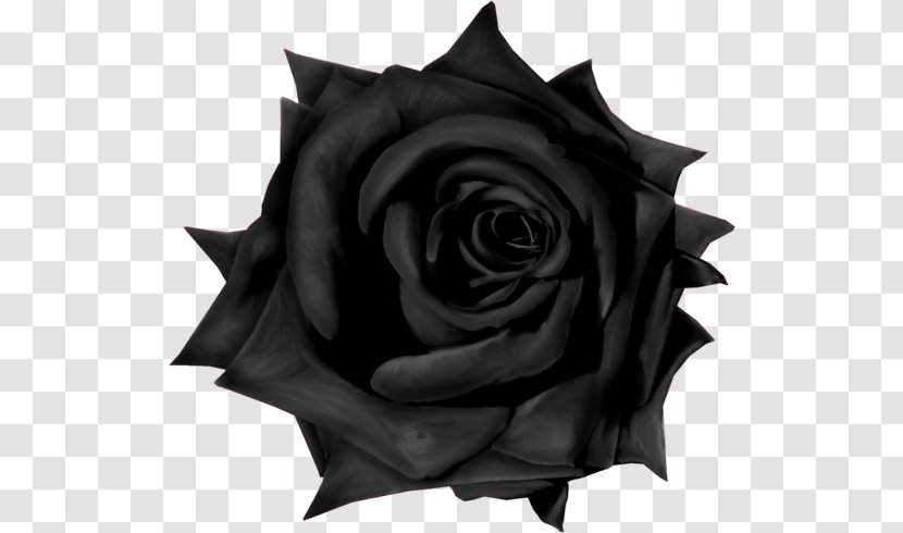 Garden Roses Gothic Goths - Monochrome Photography Transparent PNG