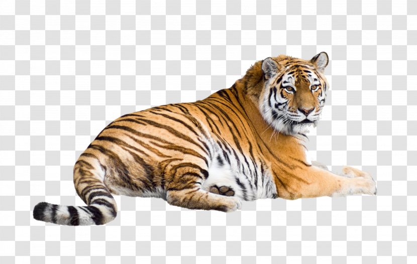Cat Siberian Tiger Bengal White Desktop Wallpaper Transparent PNG