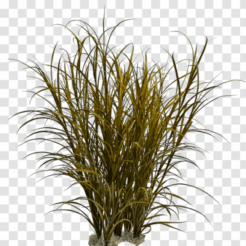 Grasses Ornamental Grass Weed Pennisetum Alopecuroides - Tree Transparent PNG