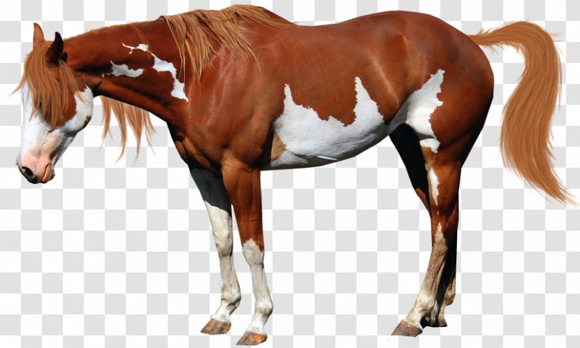 American Miniature Horse Paint Mustang National Show Stallion - Chestnut Transparent PNG