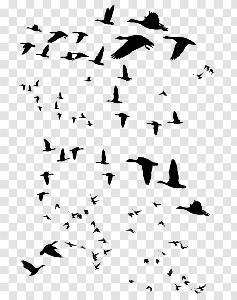 Beak Bird Migration Water Clip Art - Sky Transparent PNG