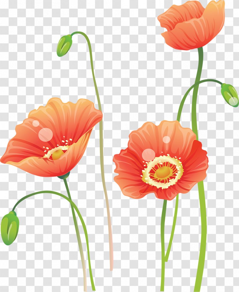 Flower Watercolor Painting - Poppy Transparent PNG