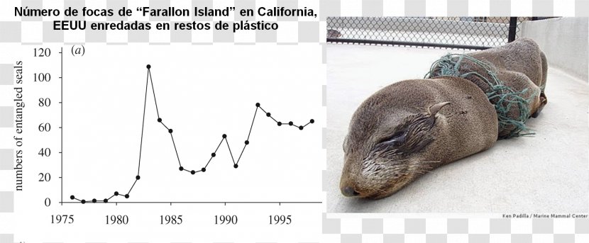 Plastic Bag Guadalupe Fur Seal Earless Waste - Mammal - Enredados Transparent PNG