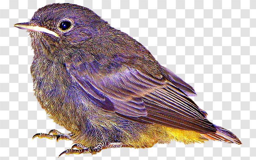 Bird Clip Art - Wing - Purple Birds Transparent PNG