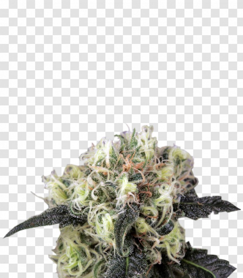 Cannabis Sativa Skunk Kush Autoflowering Transparent PNG