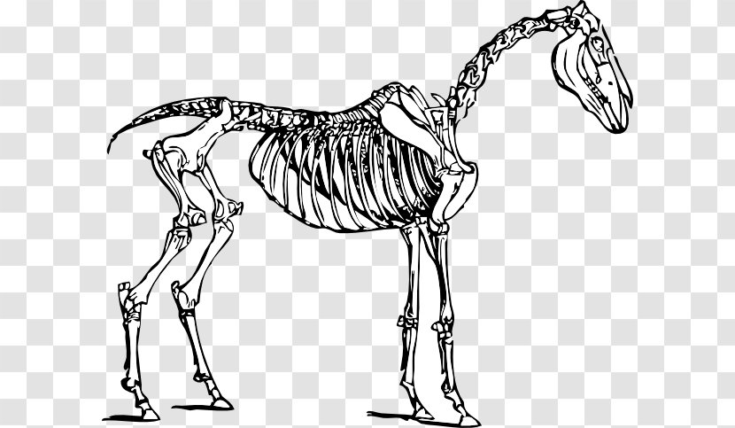 Horse Skeleton Skull Clip Art - Head - Skeletal System Clipart Transparent PNG