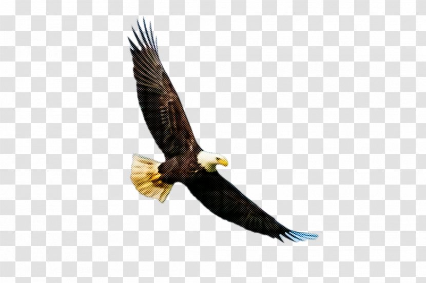 Bird Bald Eagle Of Prey Accipitridae - Hawk Beak Transparent PNG