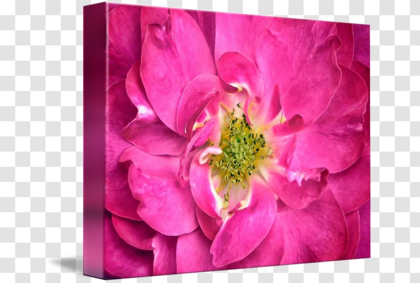 Flower Petal Photography Centifolia Roses - Stamen - Stamens Transparent PNG