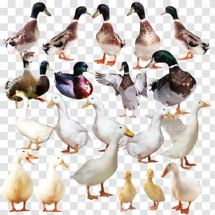 The Ugly Duckling Goose Domestic Duck - Google Images - Real Transparent PNG