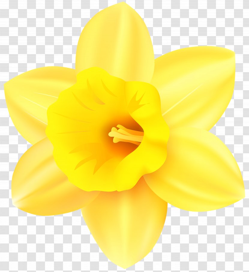 Narcissus Yellow Petal - Daffodil Transparent Clip Art Image Transparent PNG